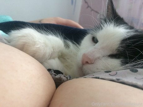 Katthekunt