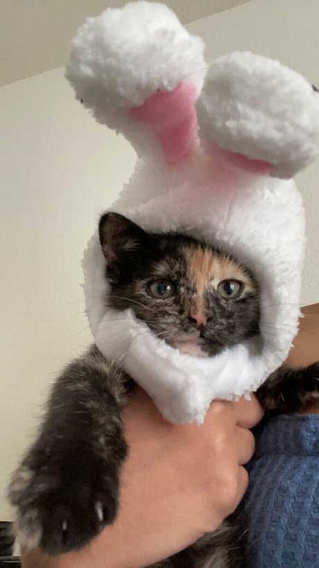 Bunnyscake