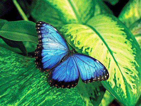 Naken läckt OnlyFans-bild av Perky Butterfly