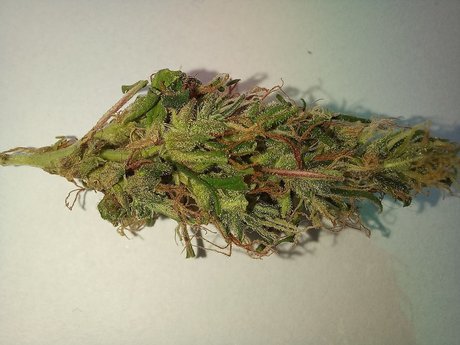Naken lekkede OnlyFans-bilde av Rasta Maconheiro