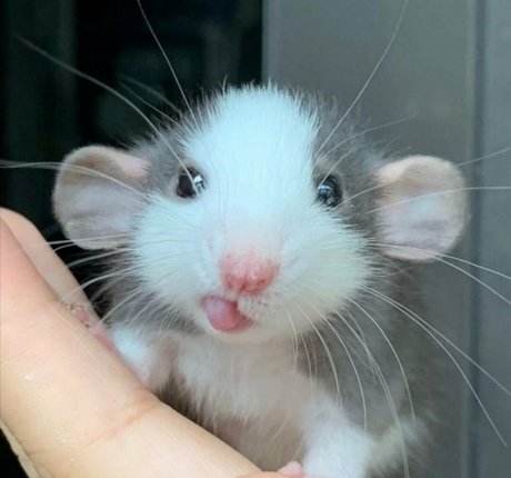 Softbunnyrae