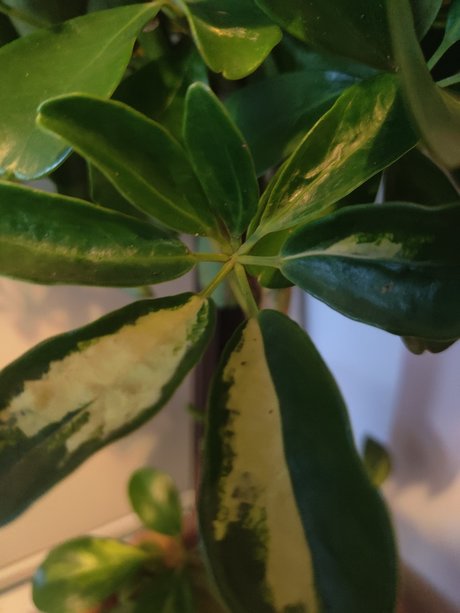 Alasti lekkinud OnlyFans-i pilt S1utty Shrubbery
