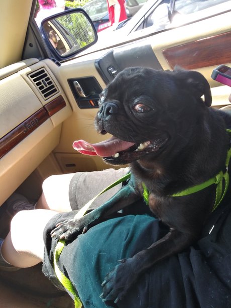 Naken lekkede OnlyFans-bilde av Pug N Company