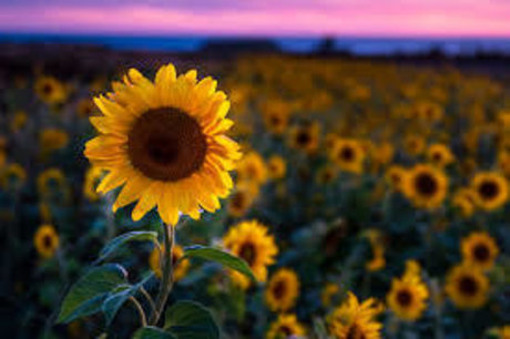 Naken lekkede OnlyFans-bilde av Sunflower Skies