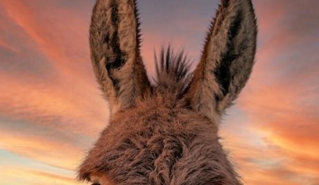Nagie wyciekłe zdjęcie OnlyFans od Burro Donkey
