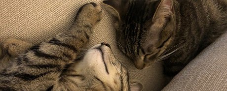 Обнаженная фотография утечки OnlyFans от Naughty Kittens