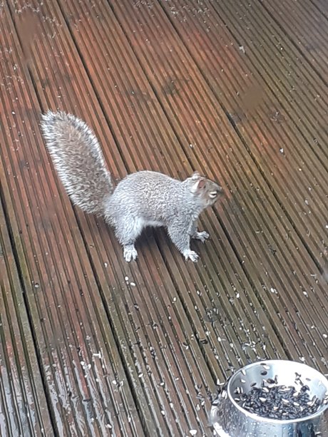 Sexysquirrel