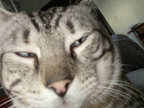 Naken läckt OnlyFans-bild av Gato