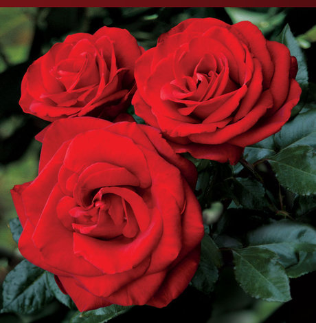 Naken lekkede OnlyFans-bilde av Rose Mystik