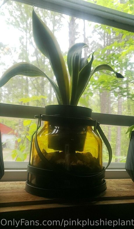 Pinkplushieplants
