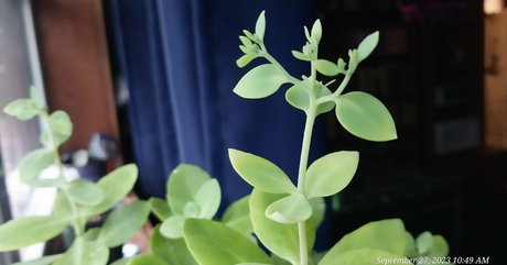 Pinkplushieplants