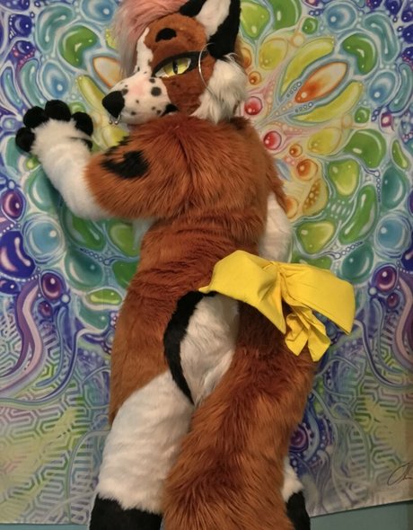 Foxanatomy