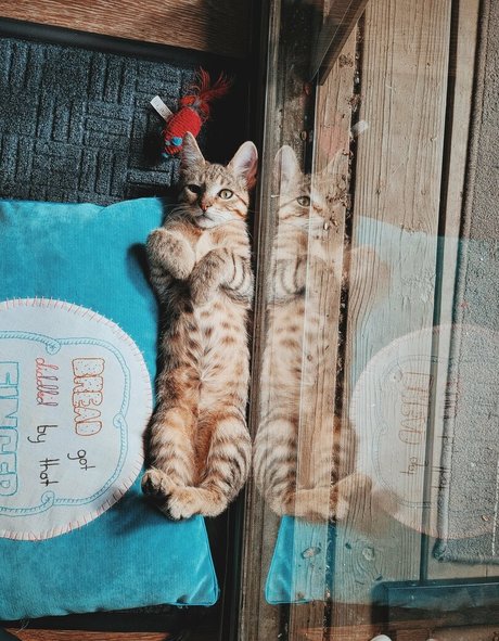 Fosterkittendad