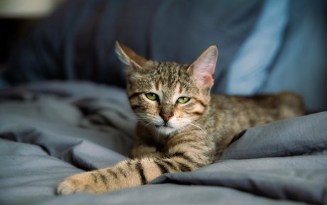 Fosterkittendad