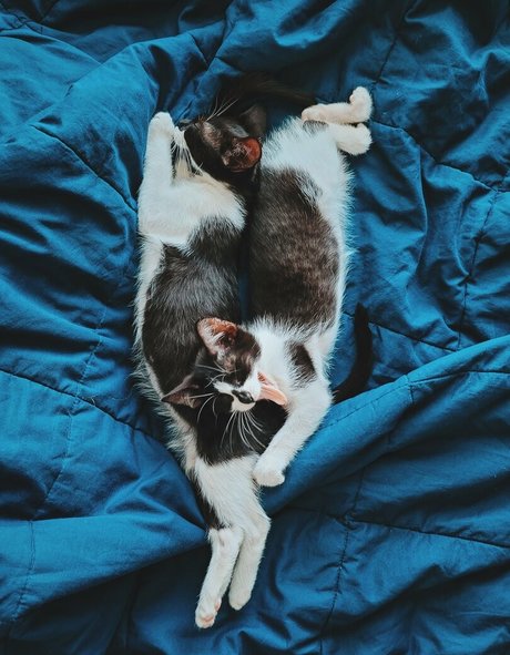 Fosterkittendad