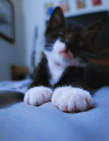 Fosterkittendad