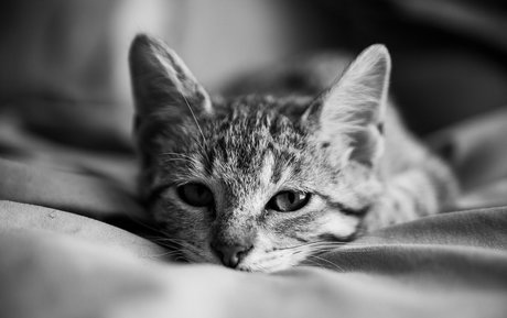 Alasti lekkinud OnlyFans-i pilt Fosterkittendad