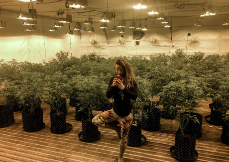 Danceincannabis